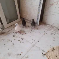 پرشی ....|پرنده|سامان, |دیوار