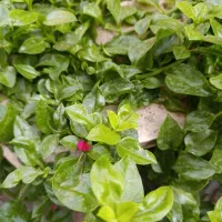 راهنمایی کنید