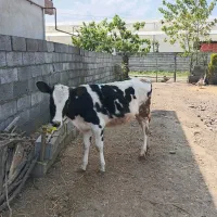 گوساله ماده هلشتاین