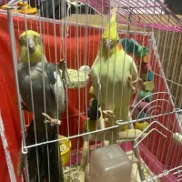 عروس هلندی نر و ماده