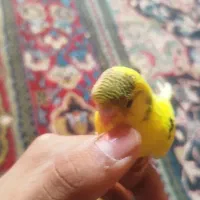 جوجه مرغ عشق استرالیایی