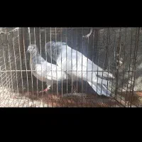 کفترکله ای درجه یک|پرنده|آذرشهر, |دیوار
