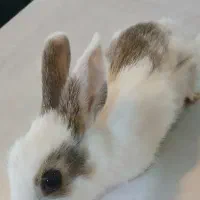 بچه خرگوش کوچولو|موش و خرگوش|نظرآباد, احمد آباد|دیوار