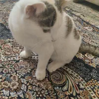 واگذاری گربه|گربه|زاوه, |دیوار