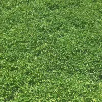نشا گوجه|گل و گیاه طبیعی|اسفرورین, |دیوار