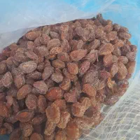 فروش آلوبخارا