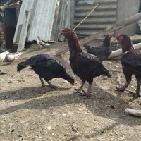 فروش مرغ و خروس لاری اصیل نژاد قصاب|حیوانات مزرعه|تاتار علیا, |دیوار