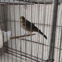 ماده قناری|پرنده|نهاوند, |دیوار