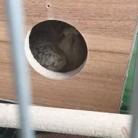 عروس هلندی جفت سخنگو با تخم