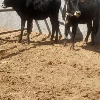 سلام فروش دوراس گوسال ماده|حیوانات مزرعه|قزوین, |دیوار