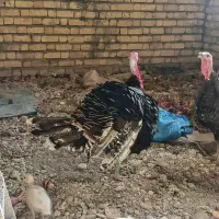 فروش بوقلمون