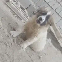 توله نر قدرجونی