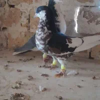 کبوتر شیرازی