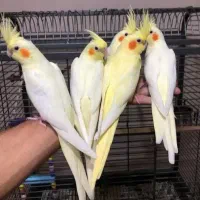 فروش جفت عروس هلندی سالم و سرحال و کارداده تضمینی