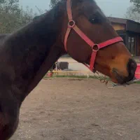 اسب نریون تروبرد ۷ ساله|اسب و تجهیزات اسب‌سواری|رشت, کوی غلام نیا|دیوار