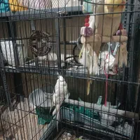 2500|پرنده|پلدختر, |دیوار