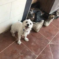 سگ شیتزو|سگ|بهبهان, |دیوار