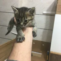 واگذاری رایگان بچه گربه|گربه|قزوین, |دیوار