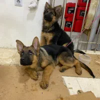 توله ژرمن شپرد شولاین حرفه ایی|سگ|شیراز, سجادیه|دیوار