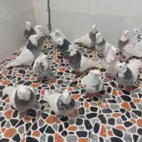 واگذاری پرنده اصل و نسب دار|پرنده|کوهدشت, |دیوار