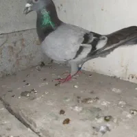 پلاکی نر