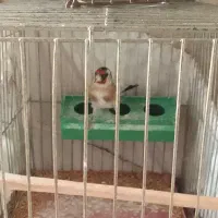 ۳ عدد سهره نر