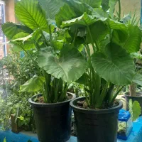 انواع گل و گیاه آپارتمانی بابا آدم و بامبو