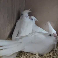 عروس هلندی نر و ماده مولد