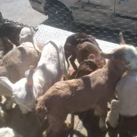 بزغاله شیری