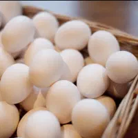 پخش تخم مرغ پرینت
