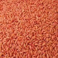 فروش گندم و گندم بوجاری شده سم خورد