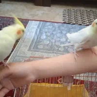 یک جفت عروس هلندی لوتینو تخم گذار