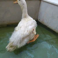 اردک