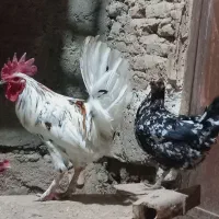 مرغ وخروس گلین   سوسنگرد