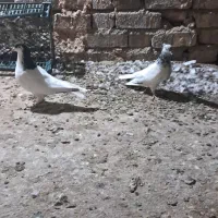 کبوتر خالتک