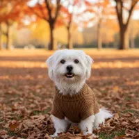 واگذاری رایگان سگ