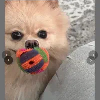 فروش سگ|سگ|رشت, دیلمان|دیوار