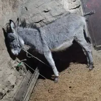 کره الاغ ماده