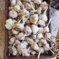 سیر اعلا