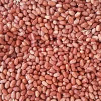 سنجد شکر پاره