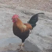 مرغ و خروس