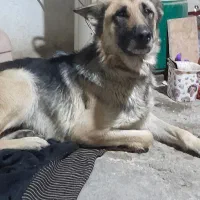 سگ ژرمن ماده یک ساله|سگ|ارومیه, |دیوار