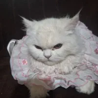 گربه گم شده