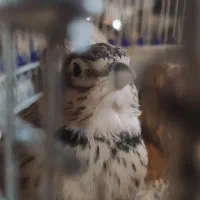 سهره خاکی بخون|پرنده|سمنان, |دیوار