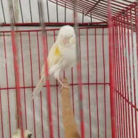 قناری ماده موزاییکی