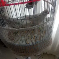 عروس هلندی آلبینو جفت|پرنده|مشهد, گلبرگ|دیوار