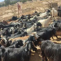 بز و تی بز و گوسفند چاق کشتاری رغنی
