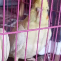 عروس هلندی گم شده