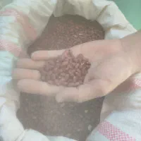 لوبیا قرمز  امسال