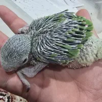 جوجه ملنگو سرلاکی